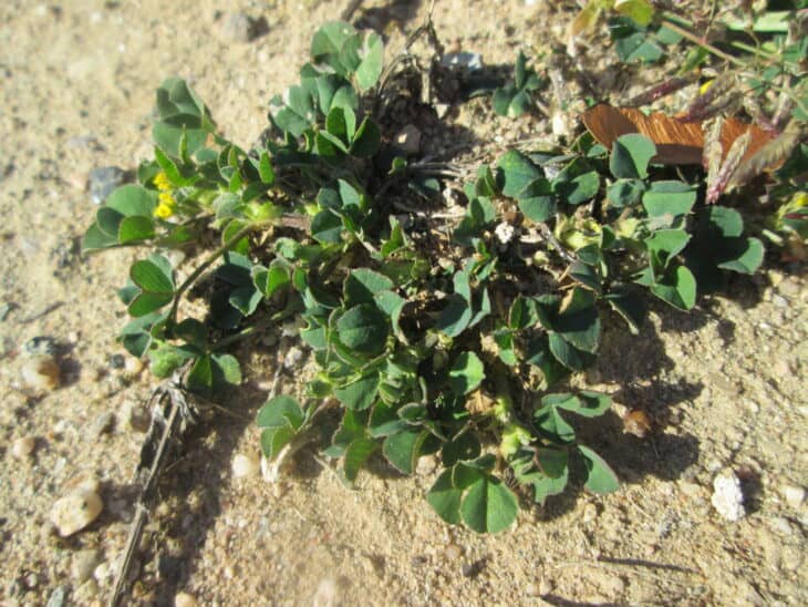 Suckling Clover (Trifolium dubium)