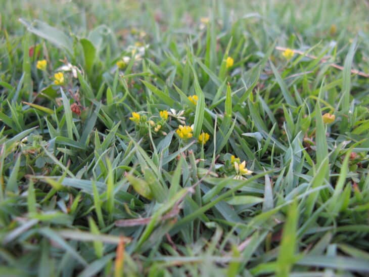 Suckling Clover (Trifolium dubium)