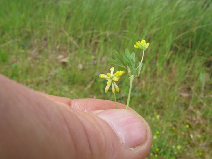Suckling Clover (Trifolium dubium)