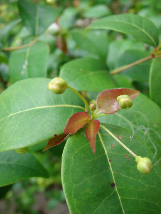Surinam Cherry (Eugenia uniflora)