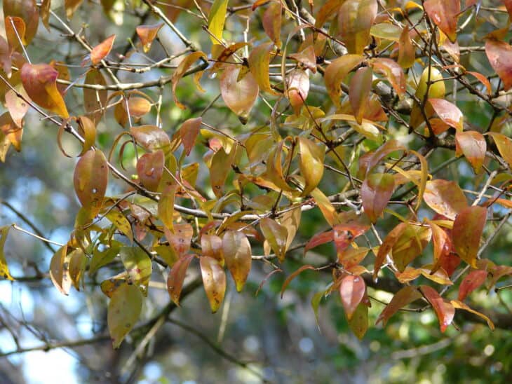 Surinam Cherry (Eugenia uniflora)