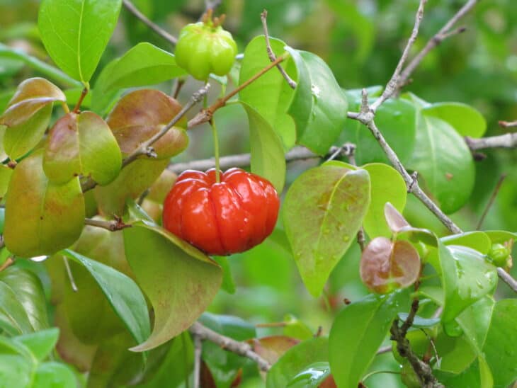 Surinam Cherry (Eugenia uniflora)
