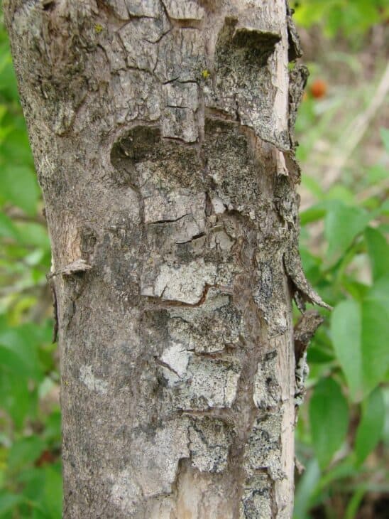 Surinam Cherry (Eugenia uniflora)