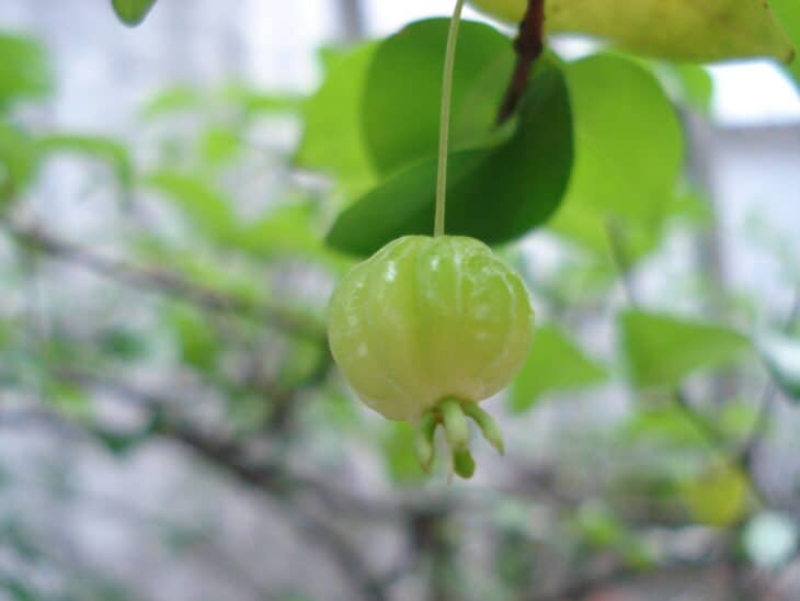 Surinam Cherry (Eugenia uniflora)