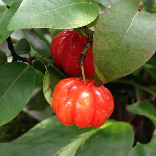 Surinam Cherry (Eugenia uniflora)