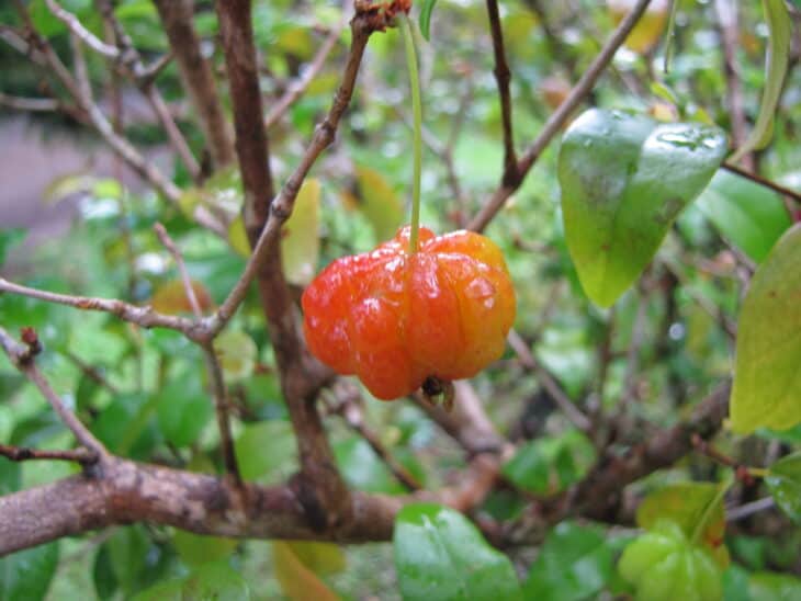 Surinam Cherry (Eugenia uniflora)