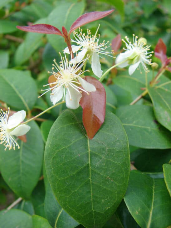 Surinam Cherry (Eugenia uniflora)