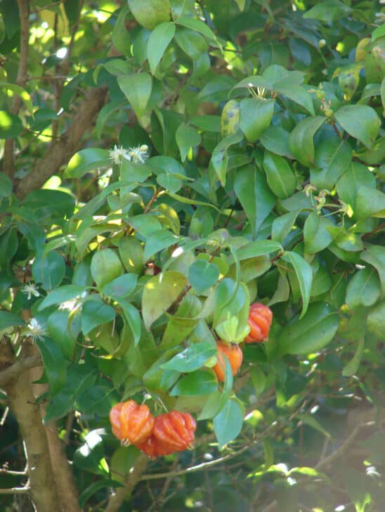 Surinam Cherry (Eugenia uniflora)