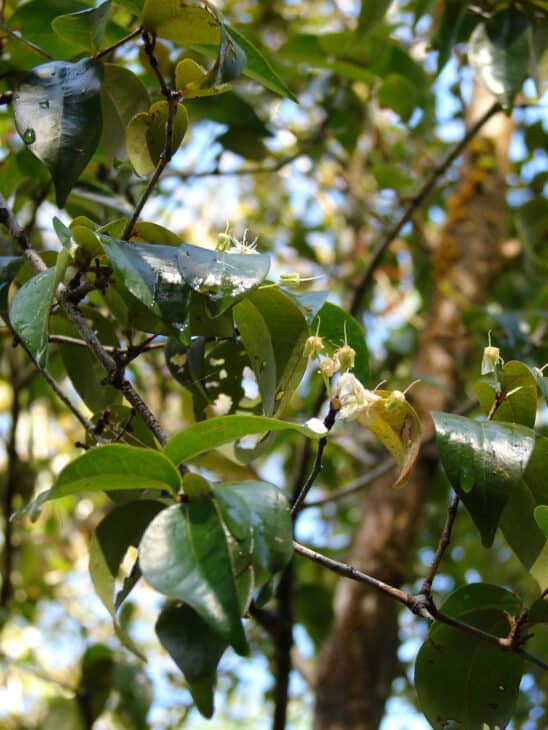 Surinam Cherry (Eugenia uniflora)