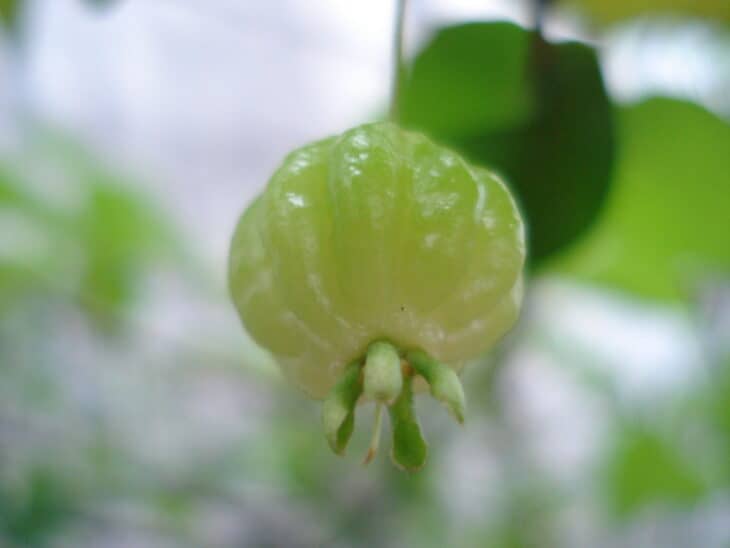 Surinam Cherry (Eugenia uniflora)