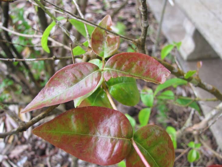 Surinam Cherry (Eugenia uniflora)