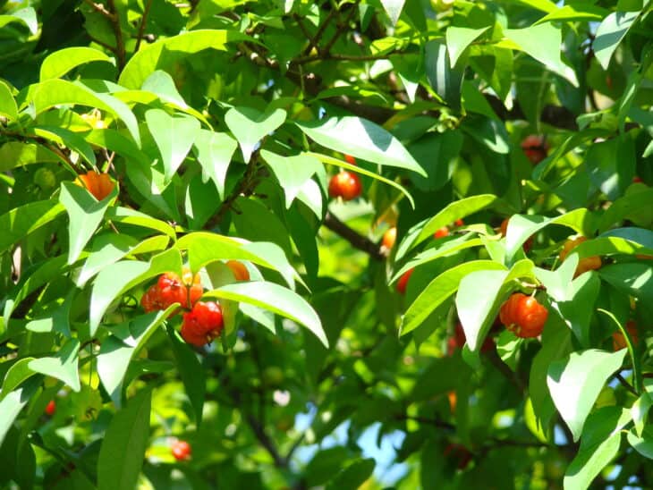 Surinam Cherry (Eugenia uniflora)
