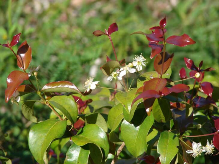 Surinam Cherry (Eugenia uniflora)