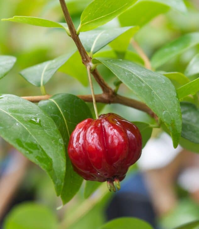 Surinam Cherry (Eugenia uniflora)