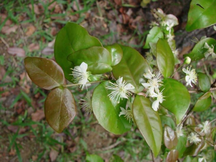 Surinam Cherry (Eugenia uniflora)