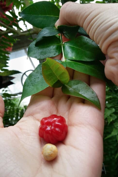 Surinam Cherry (Eugenia uniflora)