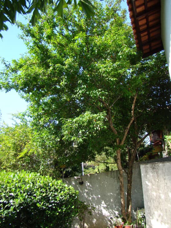 Surinam Cherry (Eugenia uniflora)