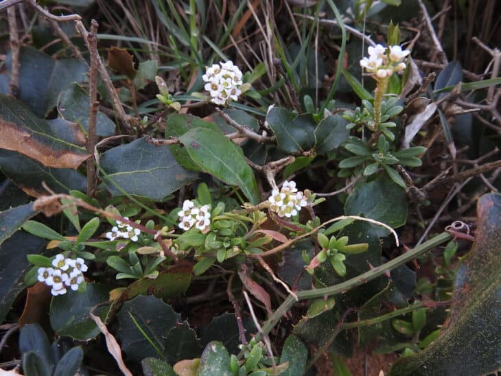 Sweet Alyssum (Lobularia maritima) - 3jnlt8
