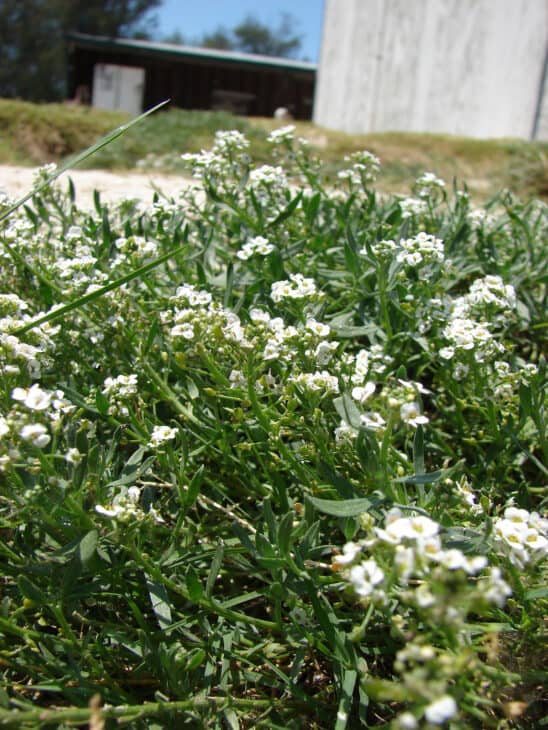 Sweet Alyssum (Lobularia maritima) - dtjm38