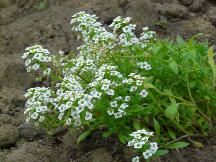 Sweet Alyssum (Lobularia maritima) - nauvfb