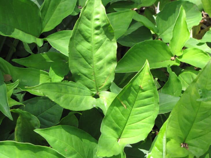 Syngonium podophyllum