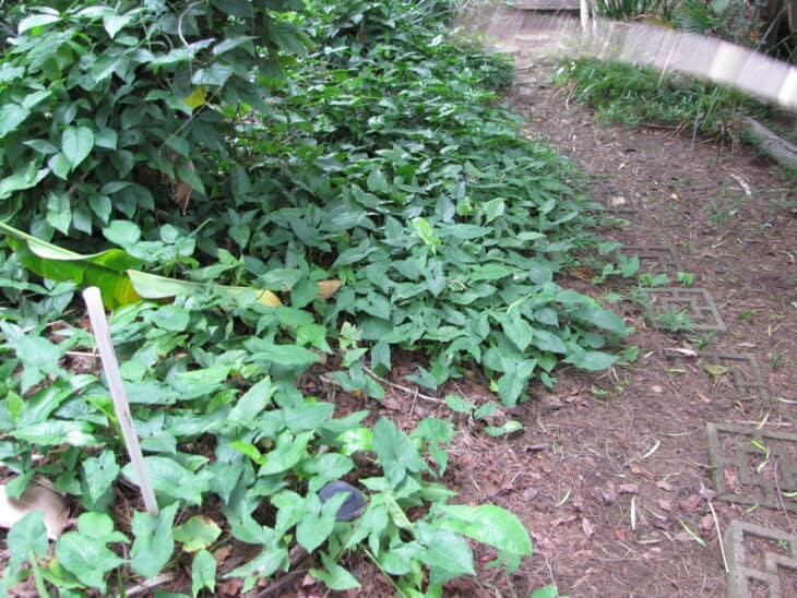 Syngonium podophyllum