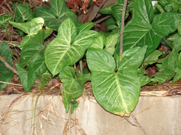 Syngonium podophyllum