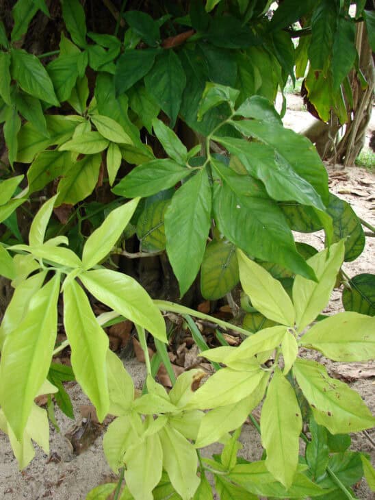 Syngonium podophyllum
