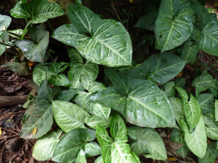 Syngonium podophyllum