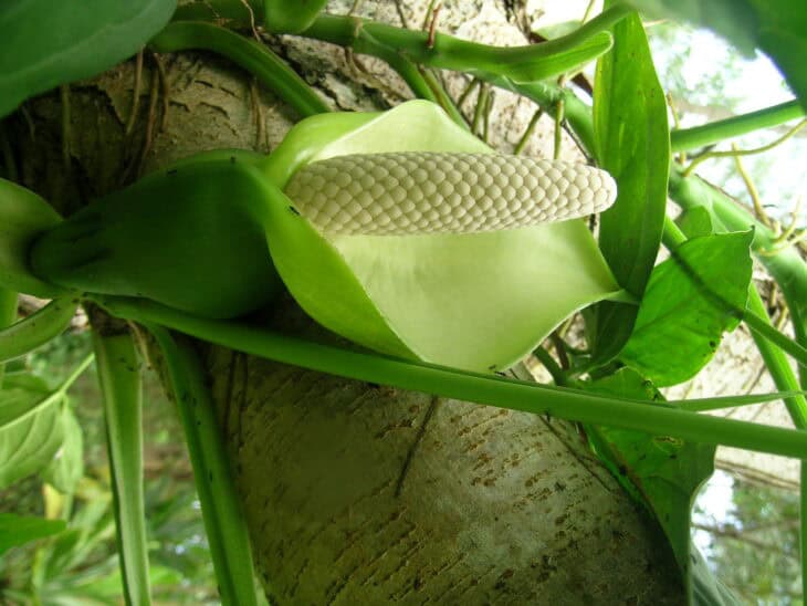 Syngonium podophyllum