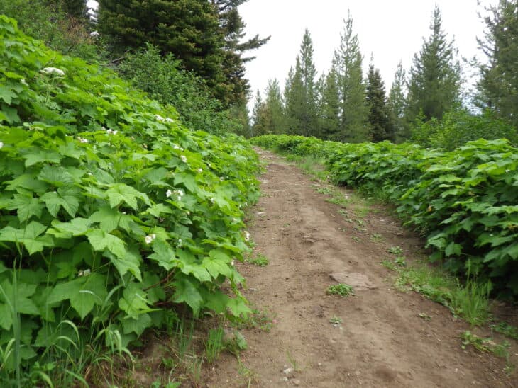 Thimbleberry (Rubus parviflorus)