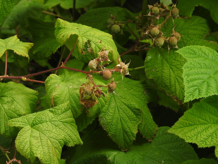 Thimbleberry (Rubus parviflorus)