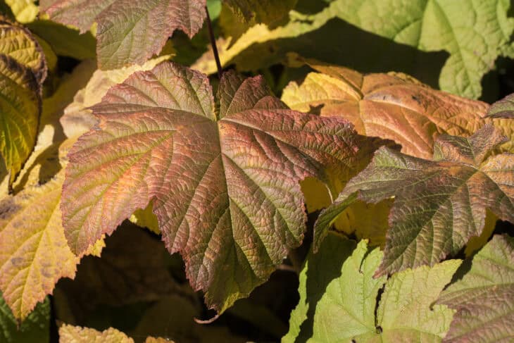 Thimbleberry (Rubus parviflorus)