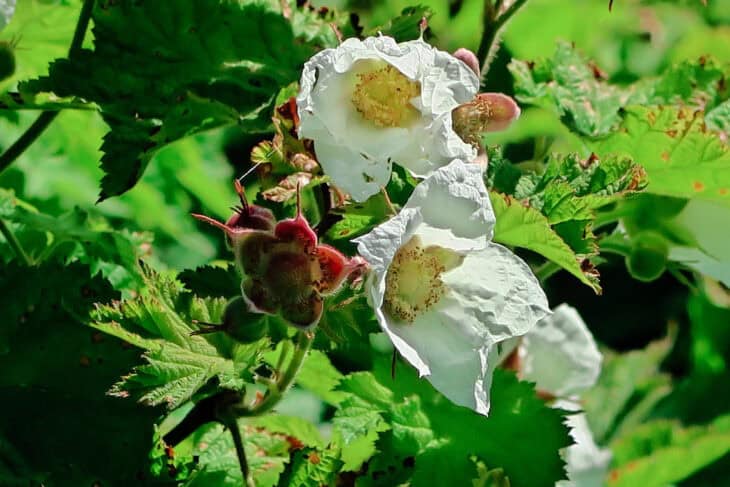 Thimbleberry (Rubus parviflorus)