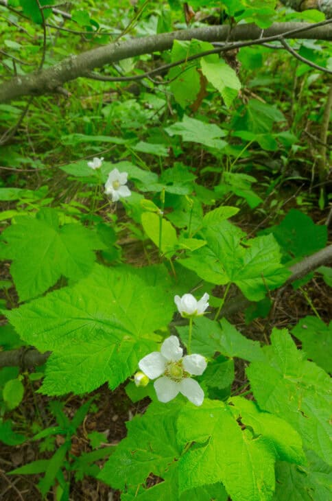 Thimbleberry (Rubus parviflorus)