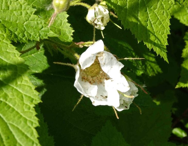 Thimbleberry (Rubus parviflorus)