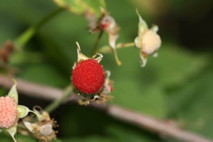 Thimbleberry (Rubus parviflorus)