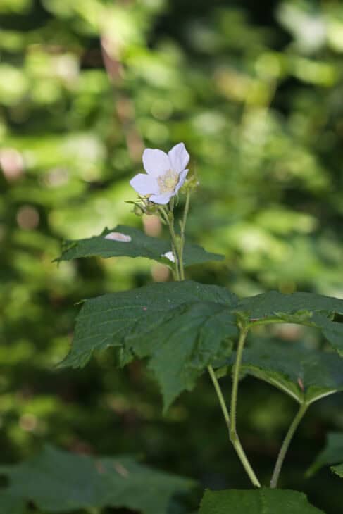 Thimbleberry (Rubus parviflorus)