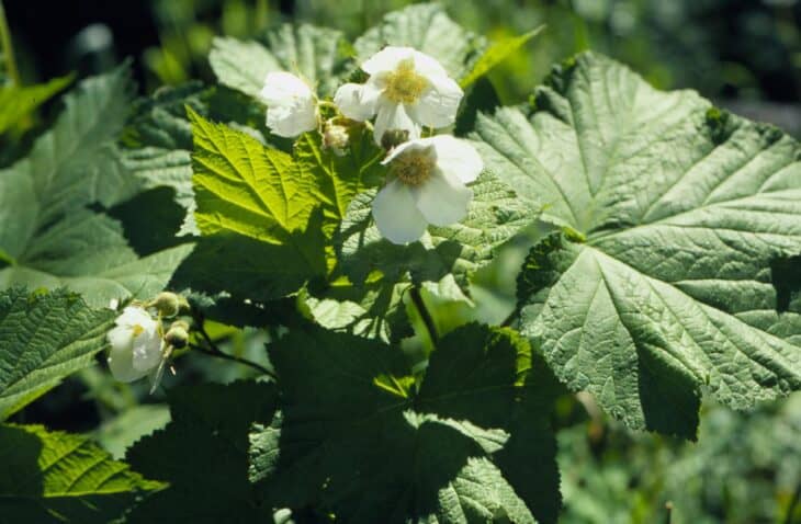 Thimbleberry (Rubus parviflorus)