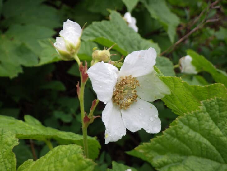 Thimbleberry (Rubus parviflorus)