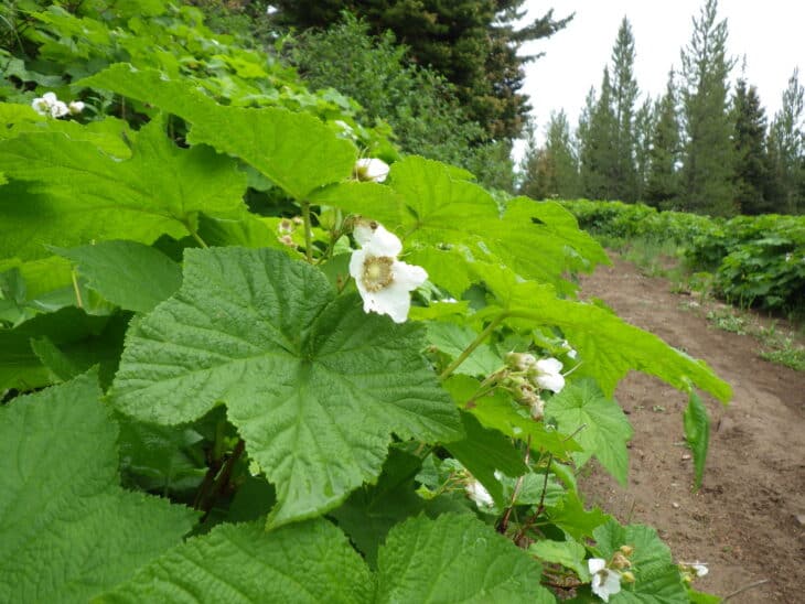 Thimbleberry (Rubus parviflorus)
