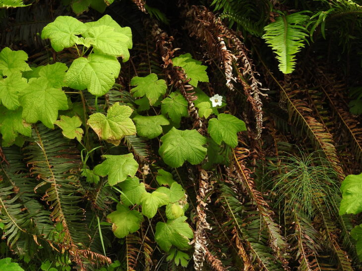 Thimbleberry (Rubus parviflorus)