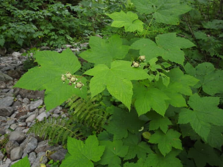 Thimbleberry (Rubus parviflorus)