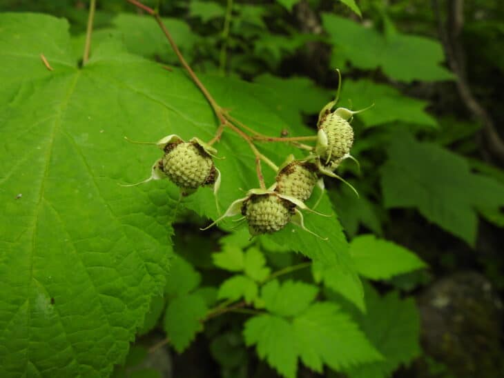 Thimbleberry (Rubus parviflorus)