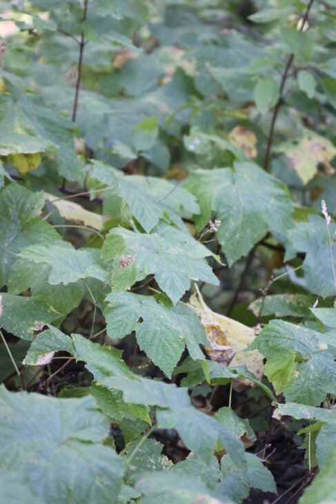 Thimbleberry (Rubus parviflorus)