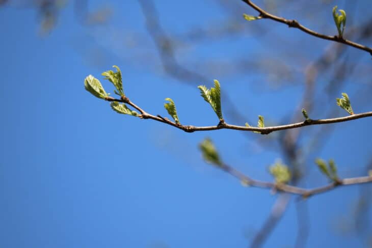 Thornless Honey Locust (Gleditsia triacanthos var. inermis)
