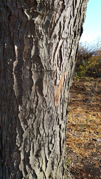 Thornless Honey Locust (Gleditsia triacanthos var. inermis)