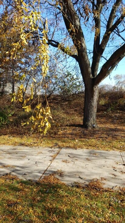 Thornless Honey Locust (Gleditsia triacanthos var. inermis)