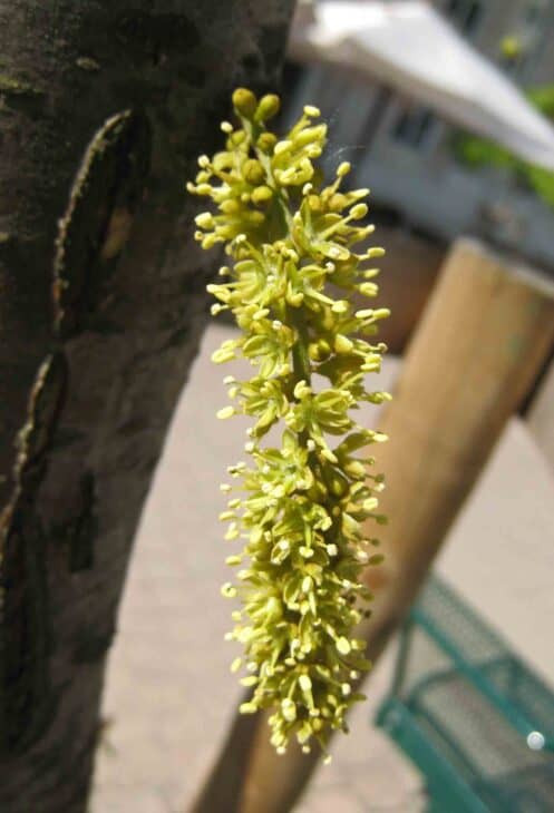 Thornless Honey Locust (Gleditsia triacanthos var. inermis)