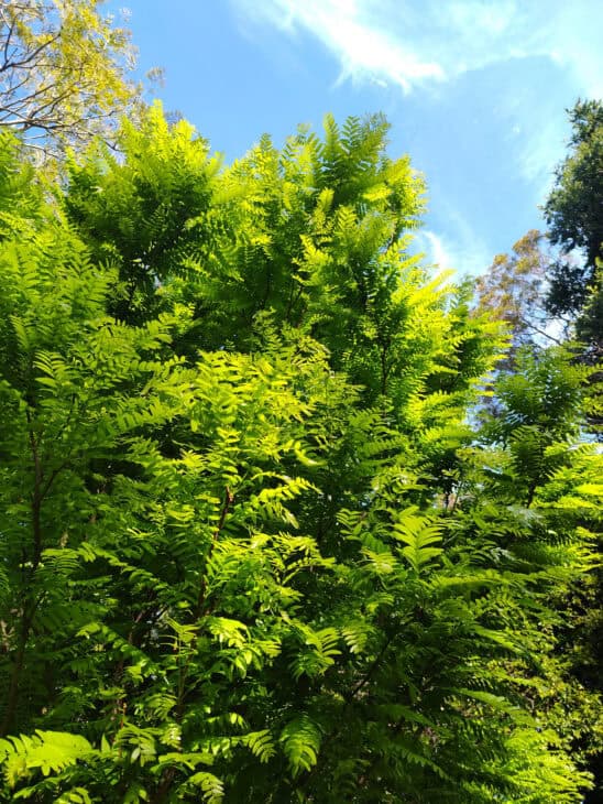 Thornless Honey Locust (Gleditsia triacanthos var. inermis)